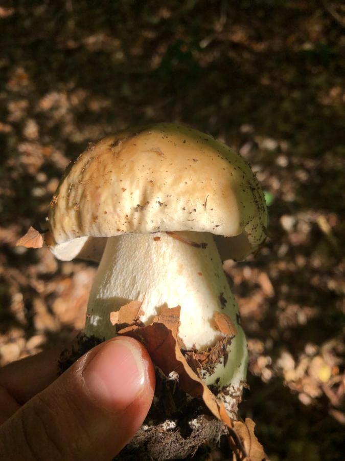 Chata Prachov**** Jičín Buitenkant foto